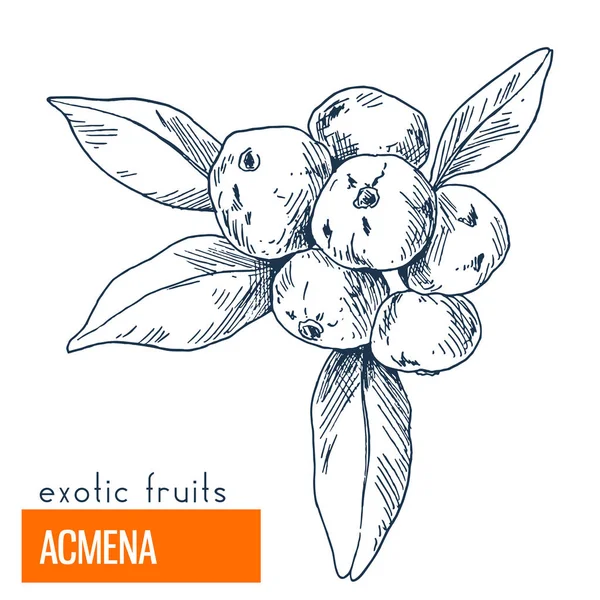 Acmena. Çizilmiş vektör çizim el