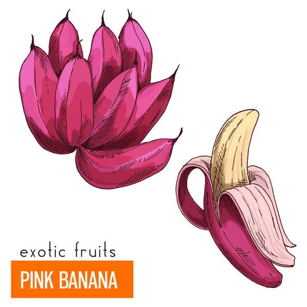 Banane rose. Illustration vectorielle couleur . — Image vectorielle