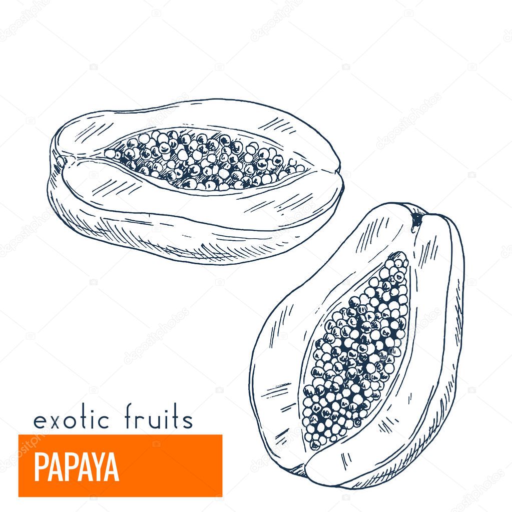 Papaya. Hand drawn vector illustration, vintage enngraving style.