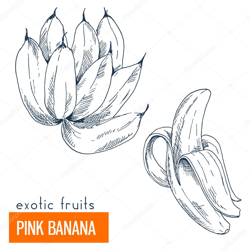 Pink banana. Hand drawn vector illustration