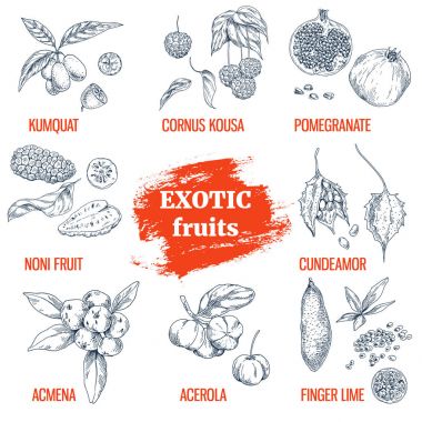 Exotic Fruits collection. Hand drawn vector illustration clipart
