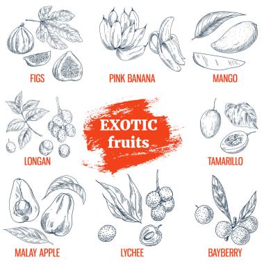 Egzotik meyve toplama. Çizilmiş vektör çizim el