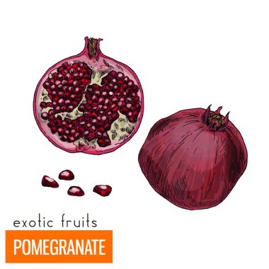 Renk vektör çizim. Nar