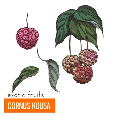 Cornus Kousa. Renk vektör çizim.