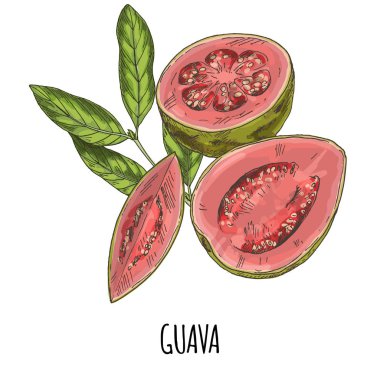Guava. Tam renkli gerçekçi el çizilmiş vektör.