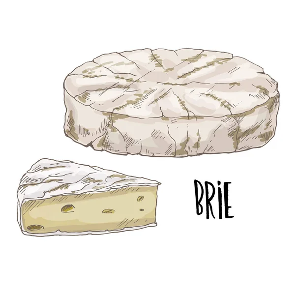 Brie. Volledige kleur kaas illustratie — Stockvector