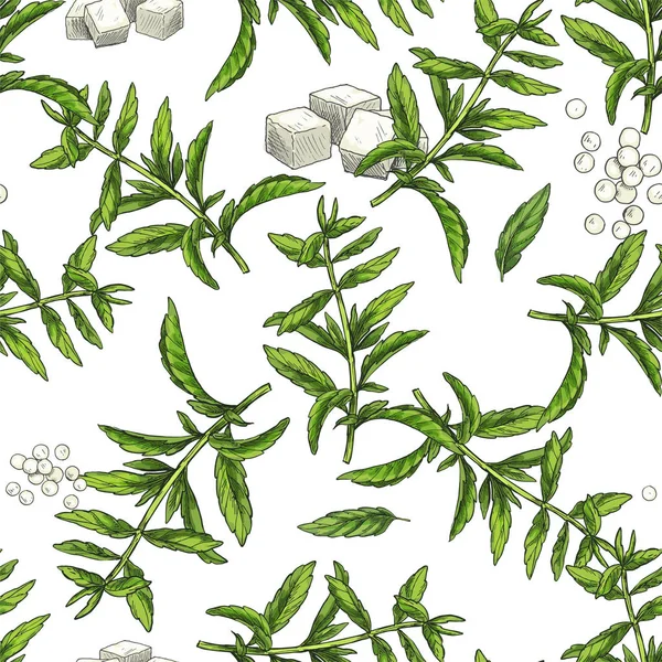 Stevia. Patrón botánico sin costuras — Vector de stock