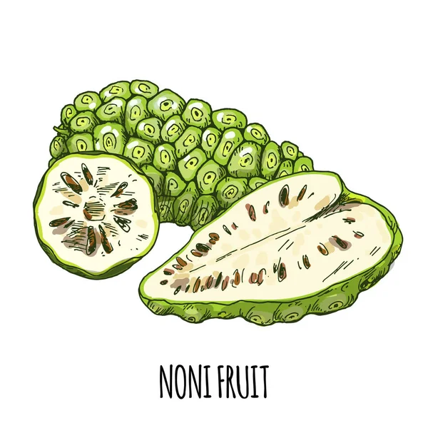 Gerçekçi el çizilmiş vektör Noni meyve, tam renk.