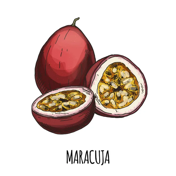 Maracuja. Tam renkli gerçekçi el çizilmiş vektör 