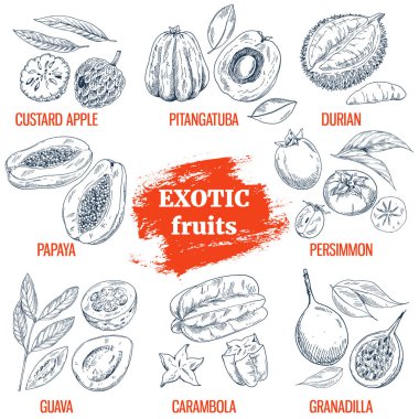Egzotik meyve toplama. Çizilmiş vektör çizim el