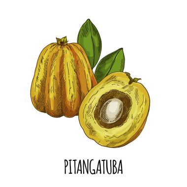Pitangatuba. Tam renkli gerçekçi el çizilmiş vektör.