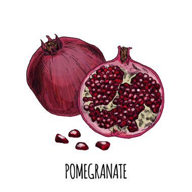 Nar. Tam renkli gerçekçi el çizilmiş vektör 