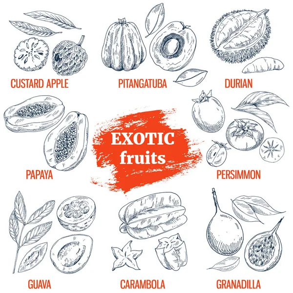 Egzotik meyve toplama. Çizilmiş vektör çizim el
