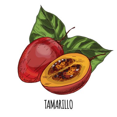 Tamarillo. Tam renkli gerçekçi el çizilmiş vektör 