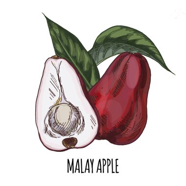 Malay elma. Tam renkli gerçekçi el çizilmiş vektör