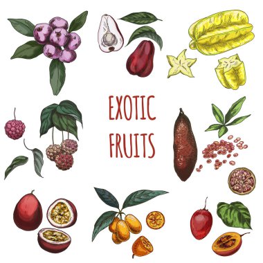 Exotic fruits, vector hand drawn collection. clipart
