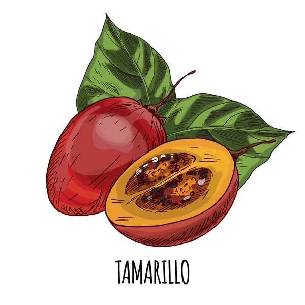 Tamarillo. Tam renkli gerçekçi el çizilmiş vektör 