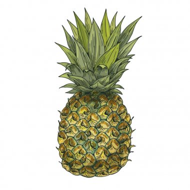 Ananas. Tam renkli gerçekçi sketch vektör çizim. 