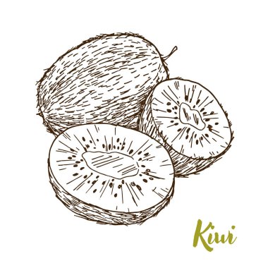 Kivi, elle çizilmiş kroki vektör 