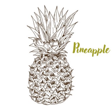 Ananas, elle çizilmiş kroki 