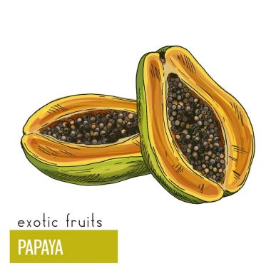 Papaya. Egzotik meyveler, elle çizilmiş vektör 