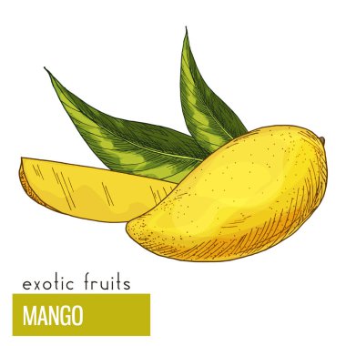 yaprakları ile mango. 