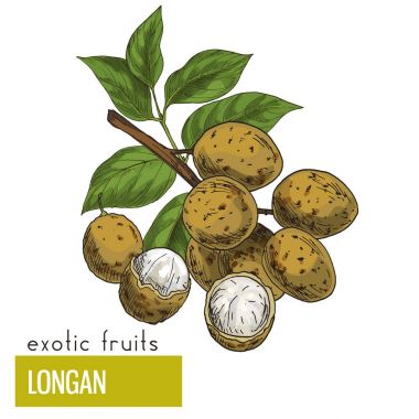 Longan, meyve wuth yaprakları. 