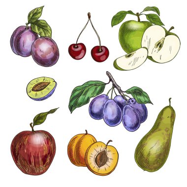 Bahçe meyve yaprakları ve dalları ile. Kiraz, elma, armut, Erik, kayısı. 