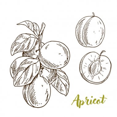 Kayısı, yaprak, meyve yarısı ile şube