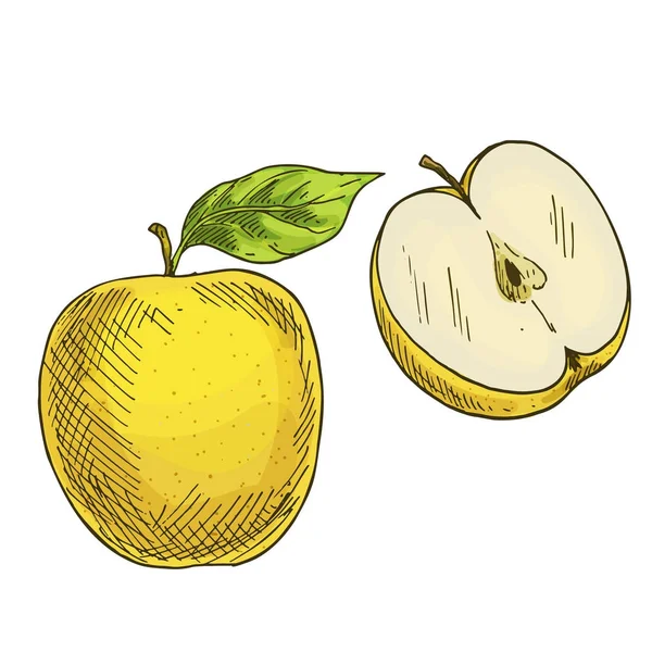 Gelber Apfel mit Blatt, halbe Äpfel. Vollfarbige realistische Skizze — Stockvektor