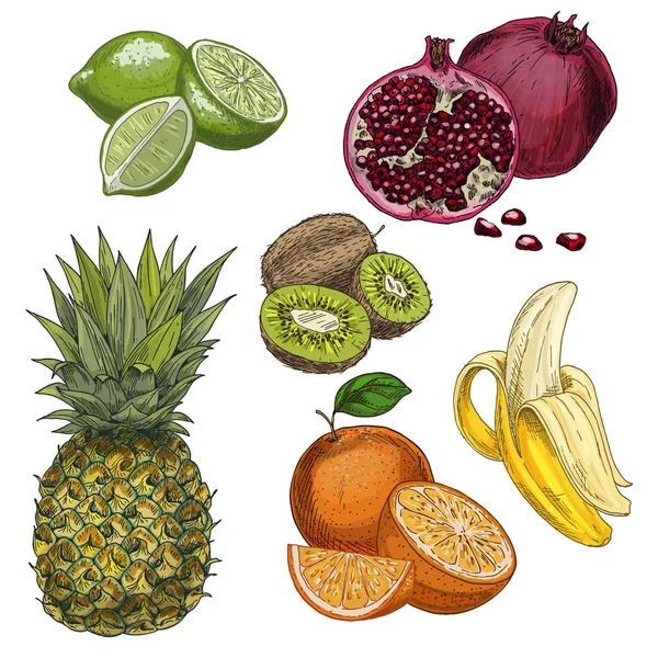 Frutos tropicais. Abacaxi, lima, romã, kiwi, banana, laranja . — Vetor de Stock