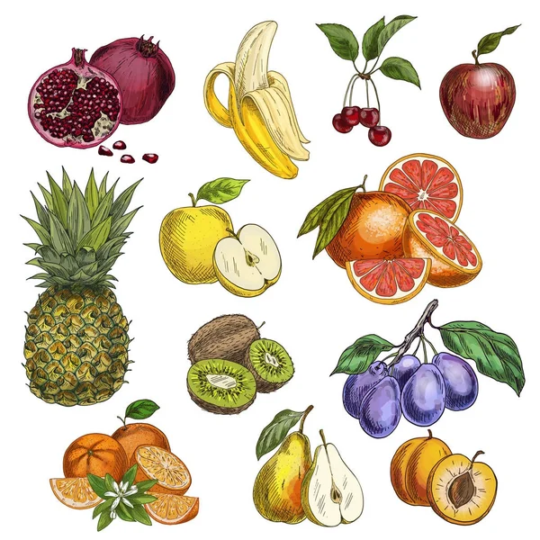 Früchte. Kirsche, Äpfel, Birne, Pflaumen, Aprikosen, Grapefruit, Kiwi, Granatapfel, Ananas. — Stockvektor