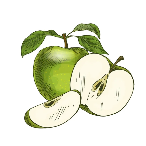 Yeşil elma yaprak ve meyve yarısı. Tam renkli — Stok Vektör