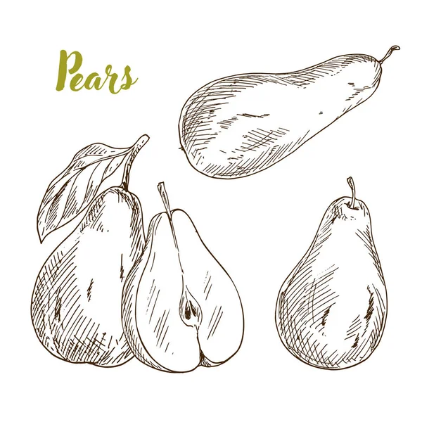 Pears, hand drawn sketch — Stock Vector