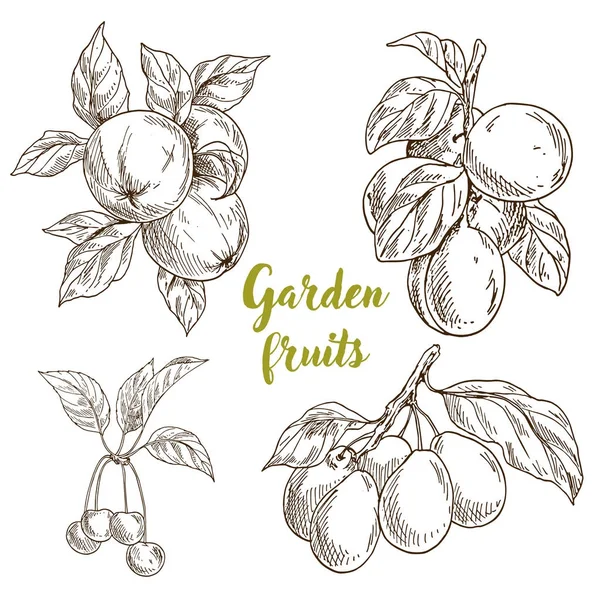 Fruits de jardin, pommes, abricots, cerises, prunes — Image vectorielle