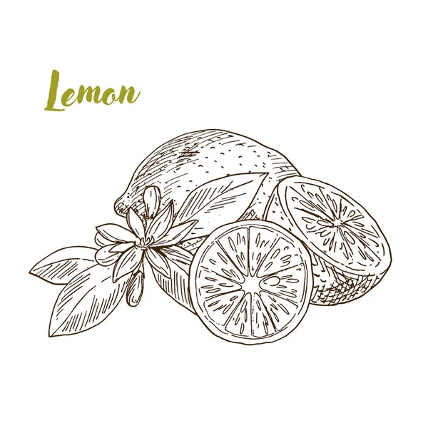 Limones, rebanadas y flores, dibujados a mano — Vector de stock