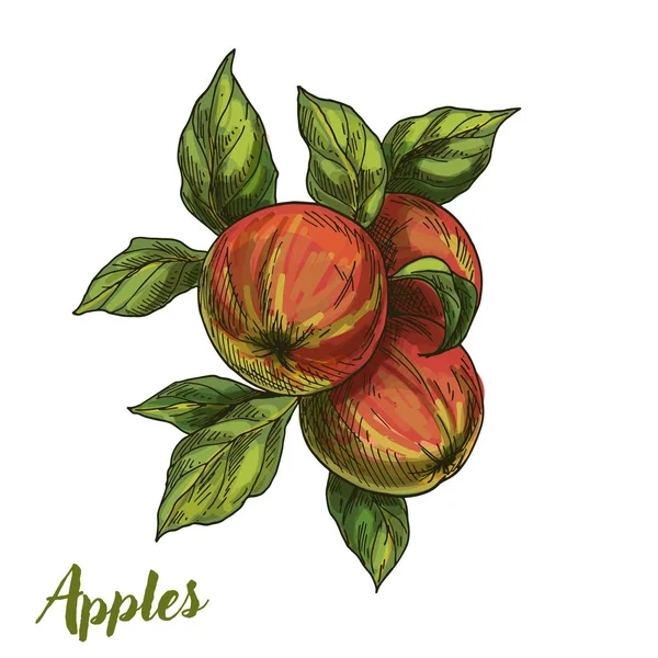 Tre mele su ramo con foglie — Vettoriale Stock