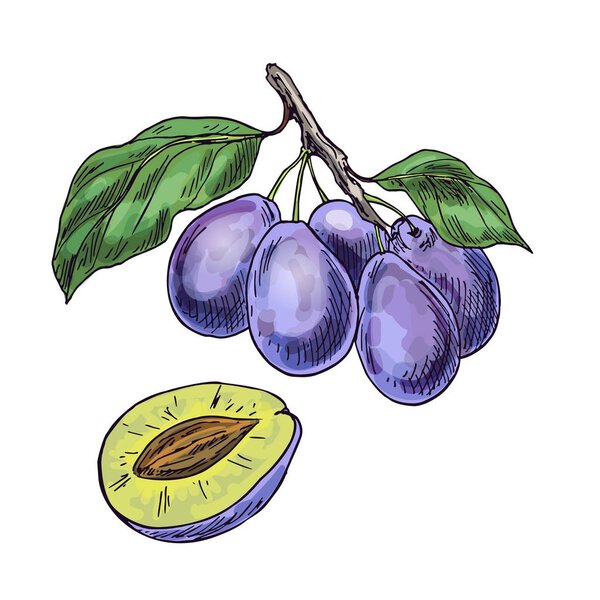 Purple plums on the branch with leaves