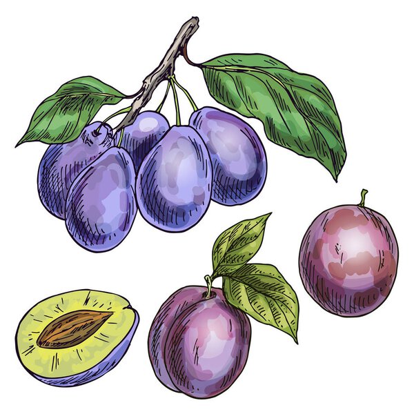 Purple plums on the branch with leaves.