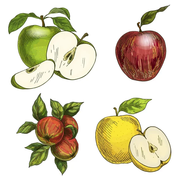 Appels met bladeren en helften van vruchten. — Stockvector