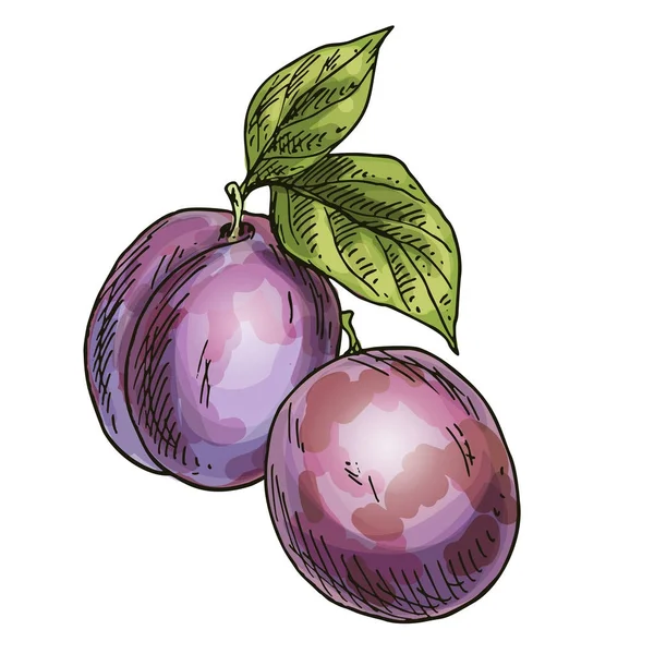 Deux prunes violettes. Esquisse réaliste en couleur — Image vectorielle