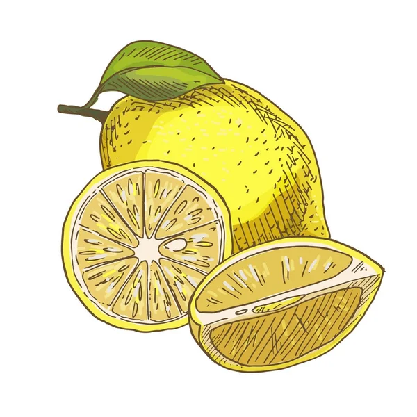 Limón con hoja, la mitad de la fruta . — Vector de stock