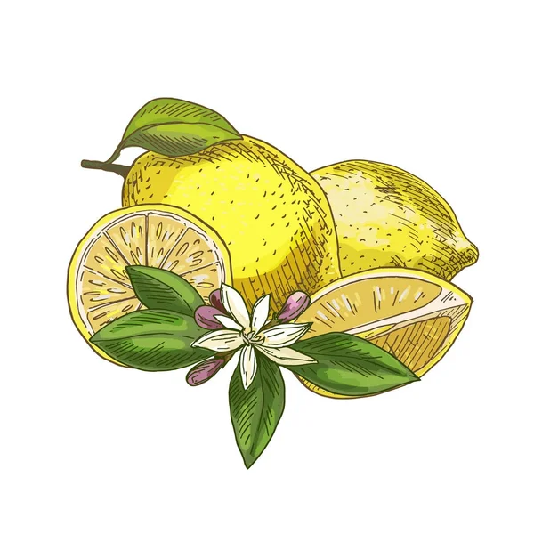 Lemon with leaf, half of the fruit, flower. — Stock Vector