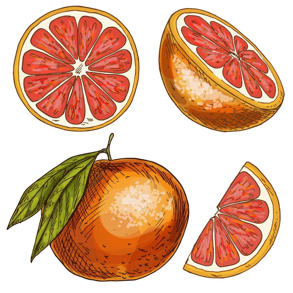 Grapefruit, die Hälfte der Früchte, in Scheiben schneiden. Vollfarbige realistische Skizze — Stockvektor