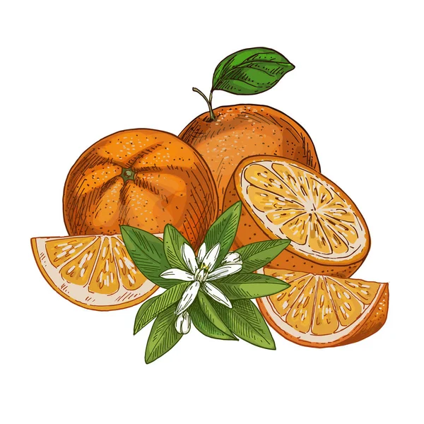 オレンジ、フルーツ、半分および花が付いている部分。F — ストックベクタ