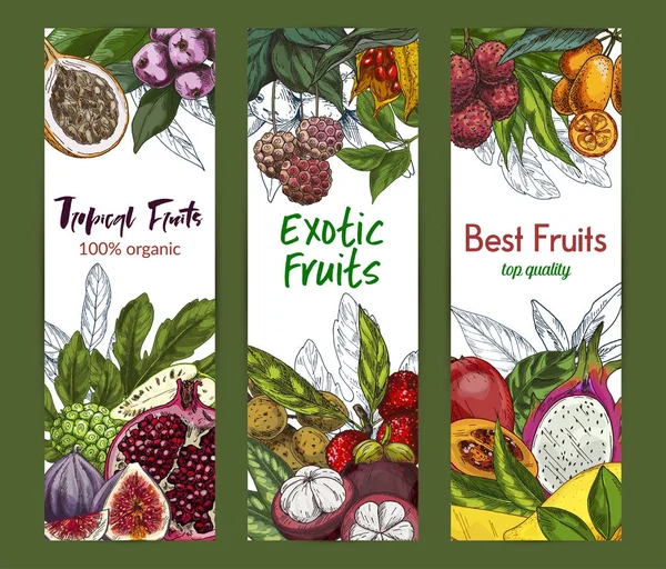 Drie verticale banners met exotische vruchten — Stockvector