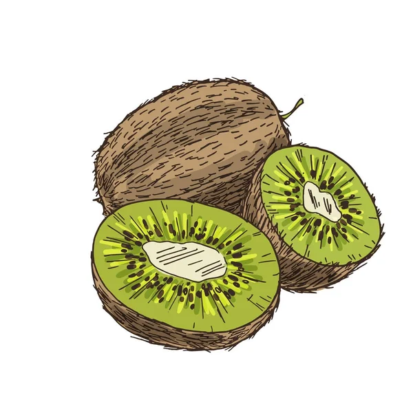 Kiwi, a fele a gyümölcsök összetétele. — Stock Vector