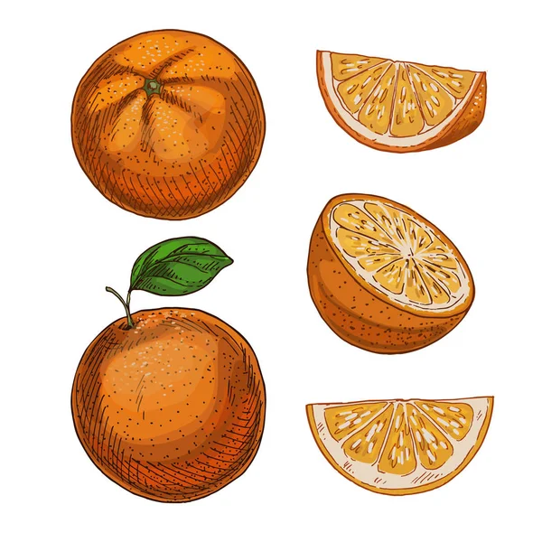 오렌지, 요소의 설정입니다. 풀 컬러 현실적인 스케치 — 스톡 벡터