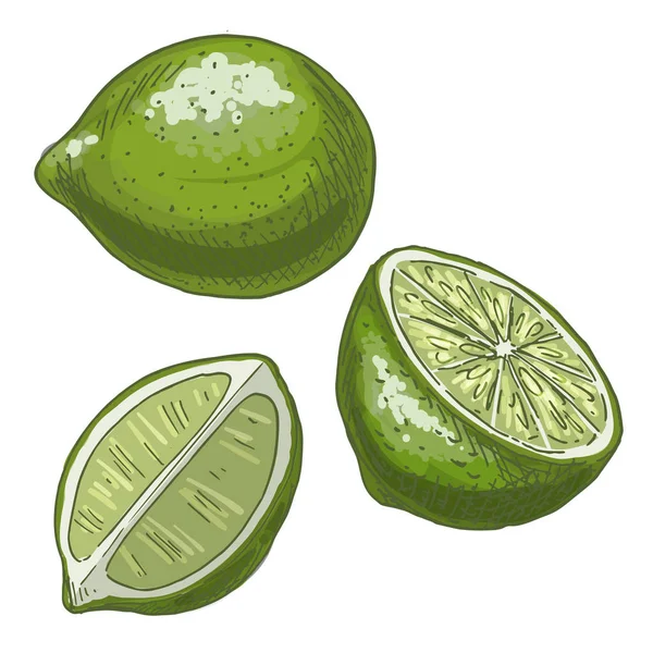 Lime. Full color realistic sketch vector illustration. — Stock Vector