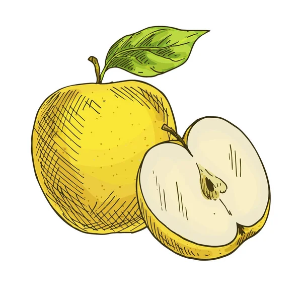 Pomme jaune avec feuille, moitié pomme. Esquisse réaliste en couleur — Image vectorielle